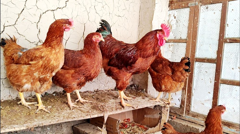 Ханхяп зотли товук тухум,жужаларига заказ оламиз