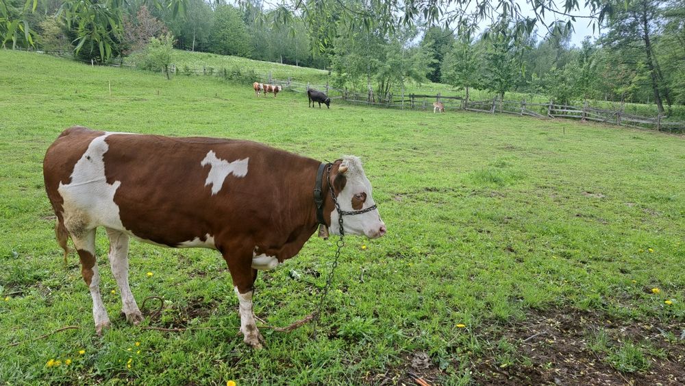 Vând sau schimb junincă de 2 ani cu oi turcane