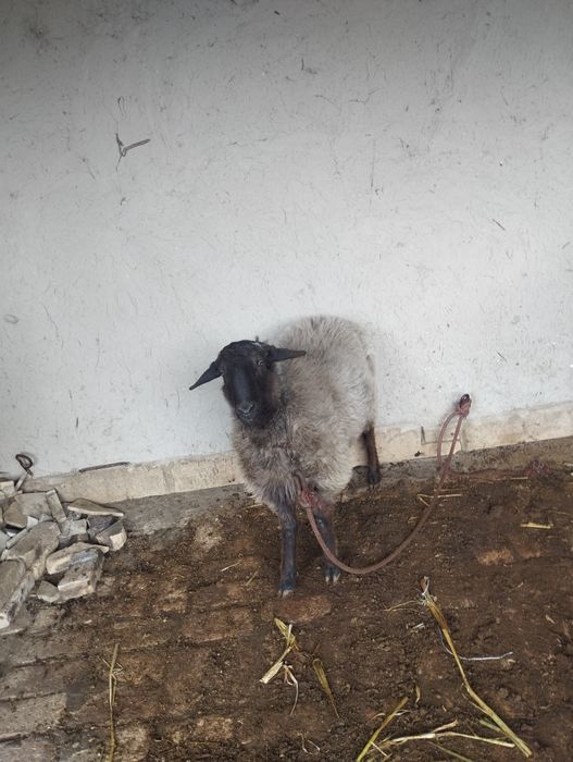 Кучкор сотилади.