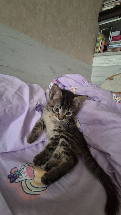 Отдам котёнка в добрые руки!