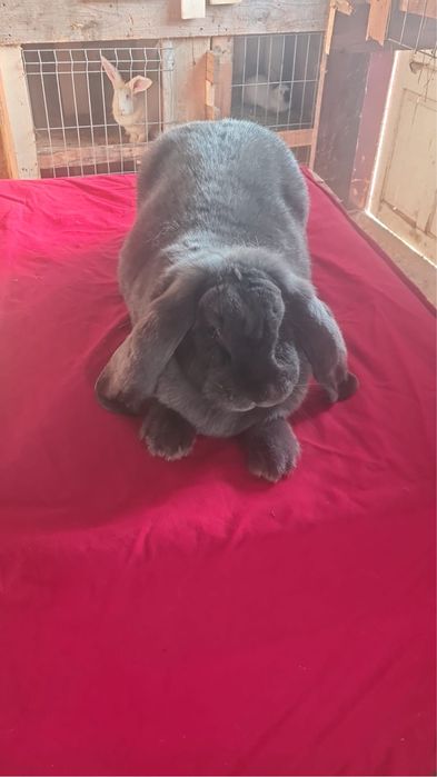 Vand femela berbec si urias de transilvania