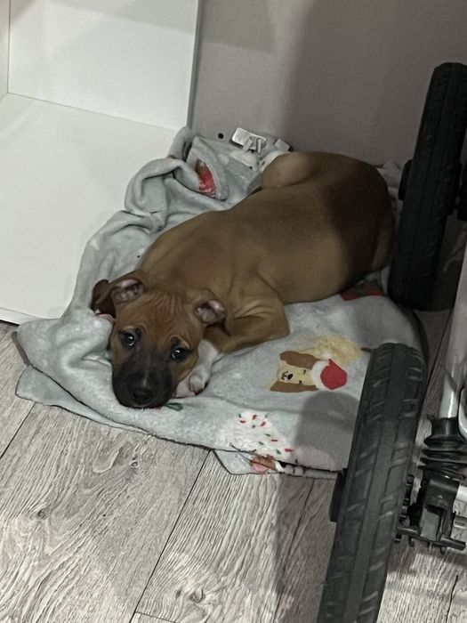 Продам щенка амстафа