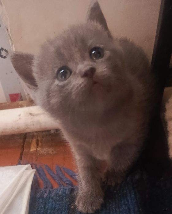 Сотилади пародалик мушукчалар