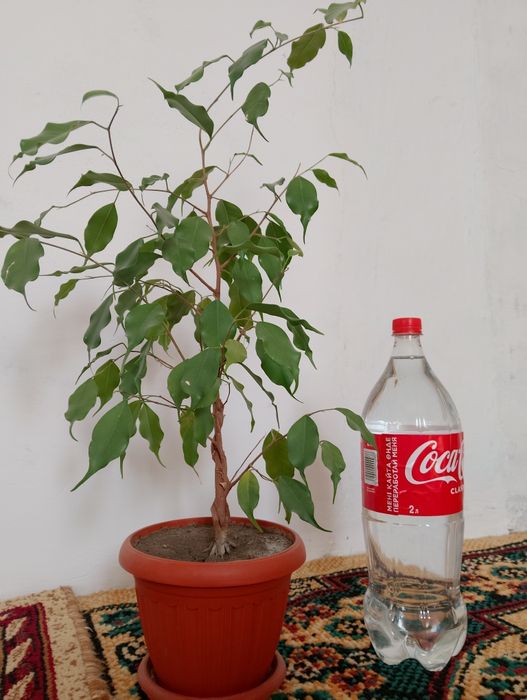 Продам .   фикус