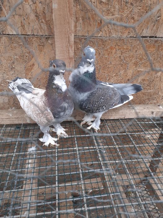 Vând porumbei Satineți