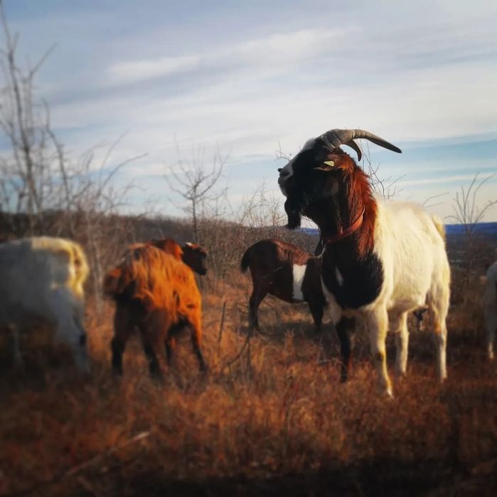 Tap Boer în vârsta de 2 ani