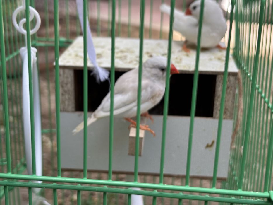 Амадинкалар сотилади