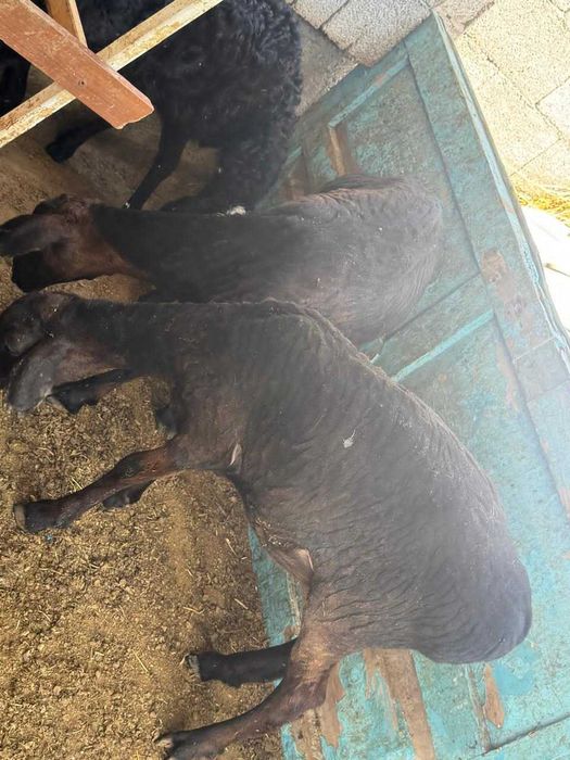 Жемде тұрған саулықтар, тоқтылар бар семіз