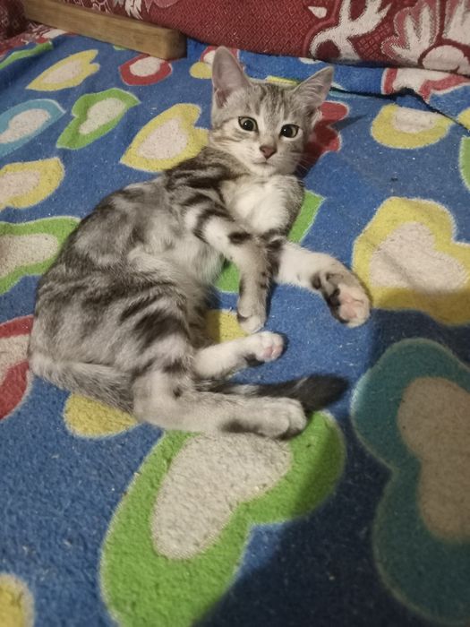 Отдам котенка добрым людям