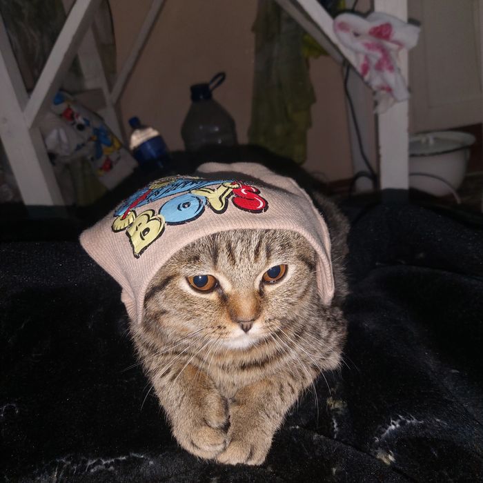 Продаётся кот Scottish Fold