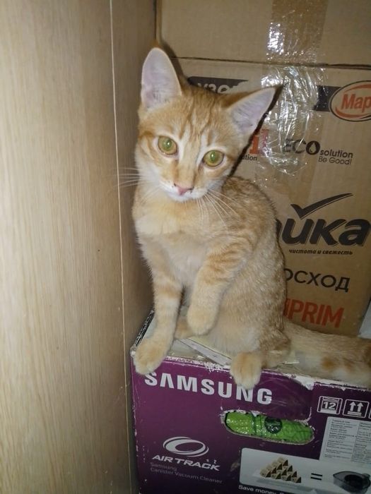 Котята ищут добрый дом