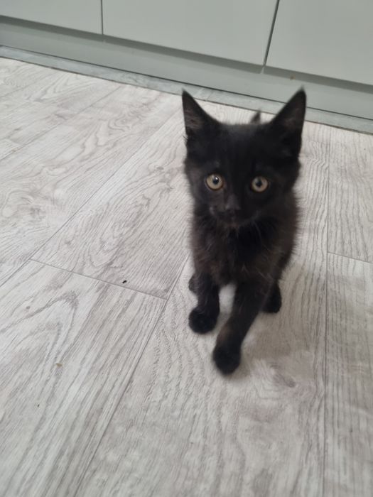 Милая кошечка в добрые руки