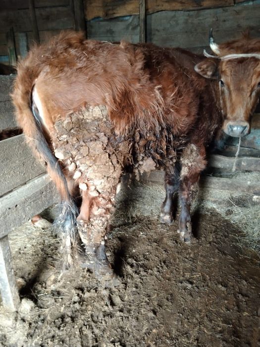 Бука, сиыр, кунажын