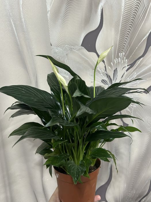 Комнатные  цветы на 8 марта