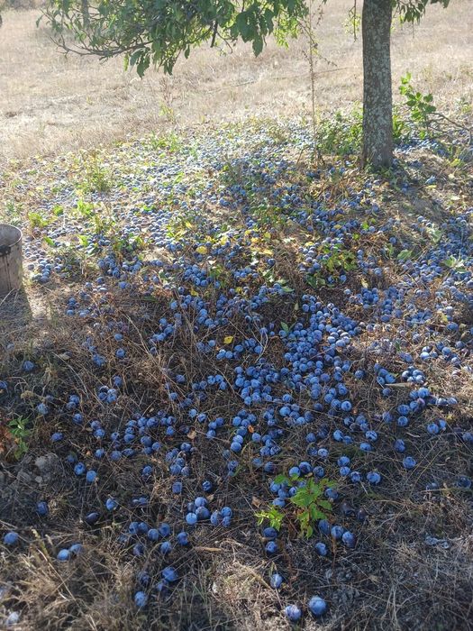 Prune de vânzare