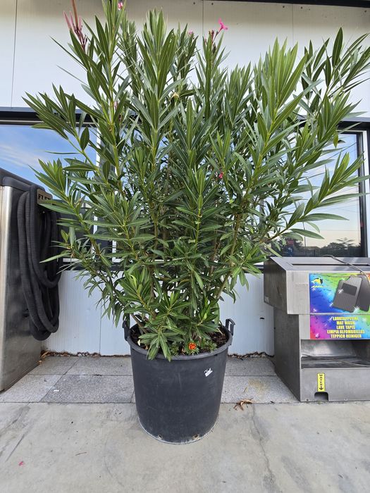 Leandru inălțime 270 cm