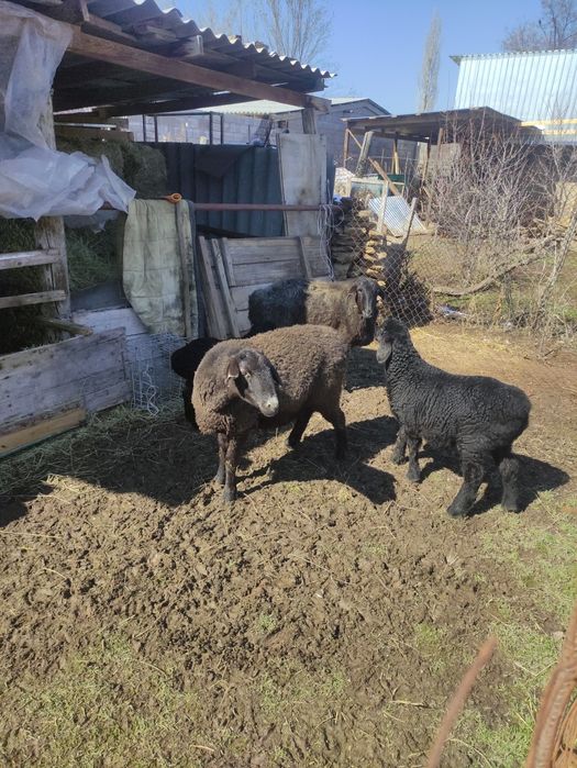 Продаются бараны