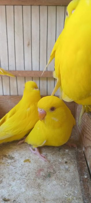 Albinos to'tiqush