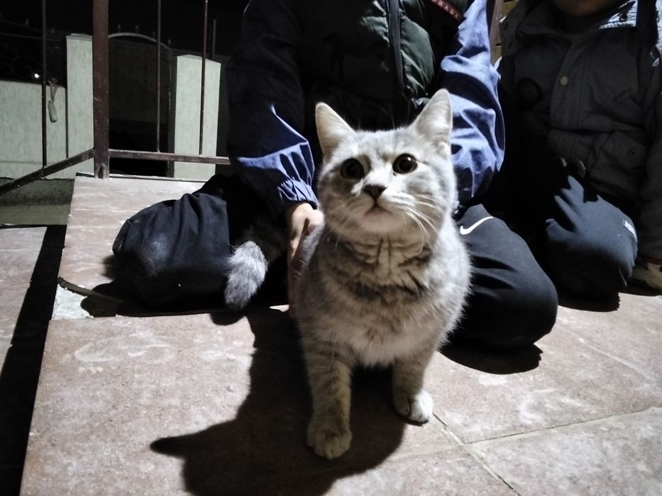 Оте акылды мысык