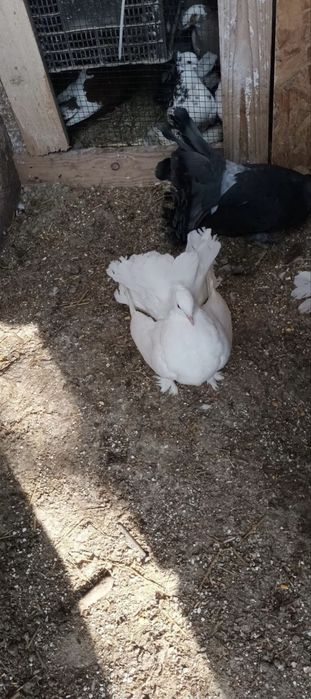 Porumbei de ornament