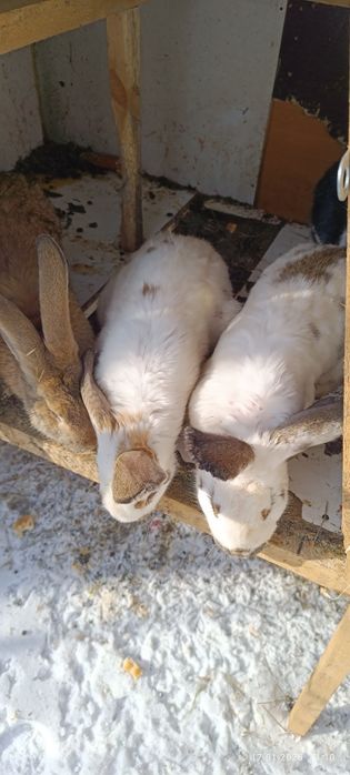 Кролики ушастики