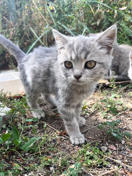 Отдам котят в добрые руки