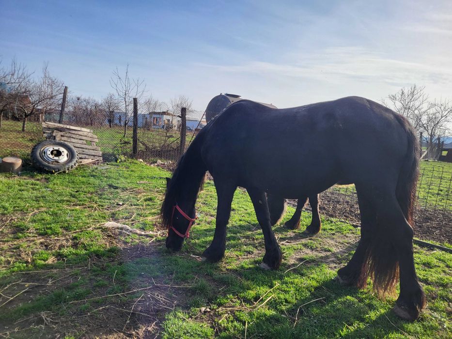 Vand o iapa friz si o manaza