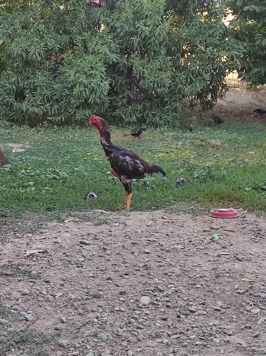 Dakan xoroz 9 oylik