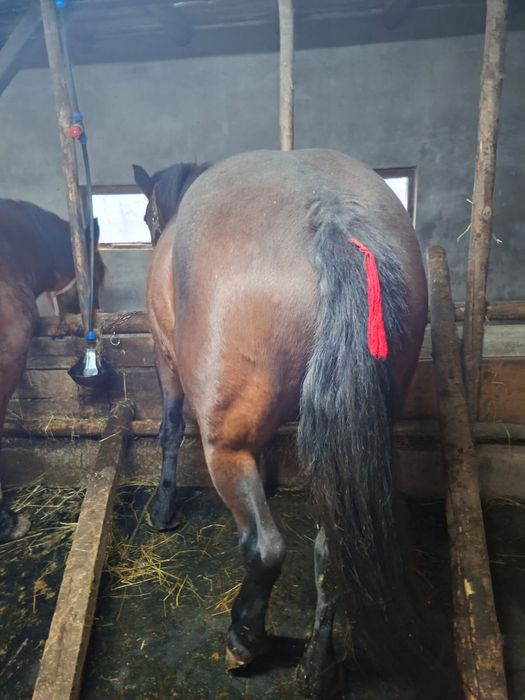 Vand iapă de 8 ani cu acte mai multe mesaje in privat