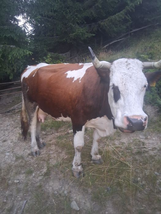 Persoana fizica autorizata