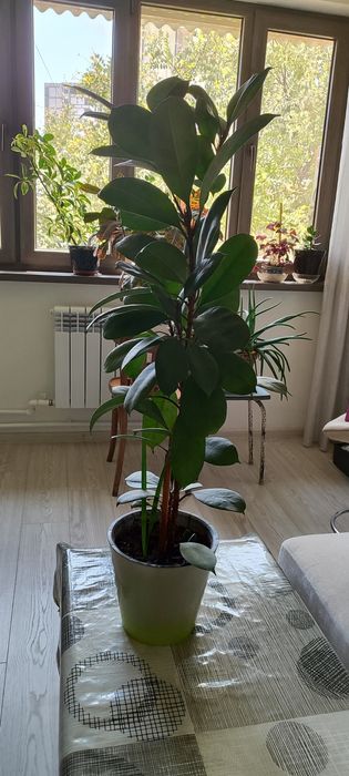 Комнатнатные цветы в горшках