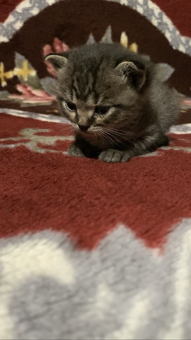 Отдам котенка, девочку