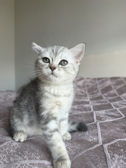 Продается котята скоттиш шотландский !