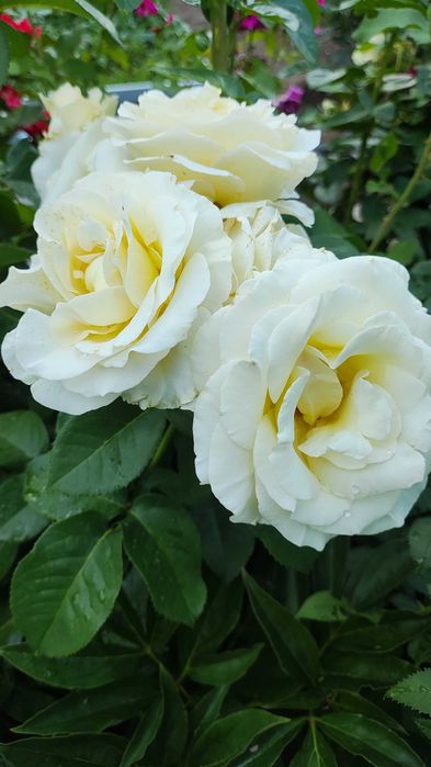 Продам дачу Каучук