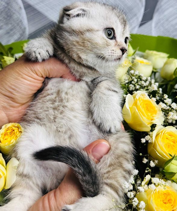 мальчик шиншилла и две дев