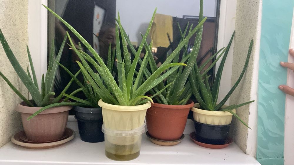 Алое сатылады. Комнатные растение