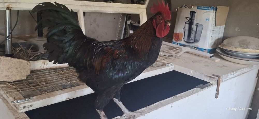 домашние петух  продаётся