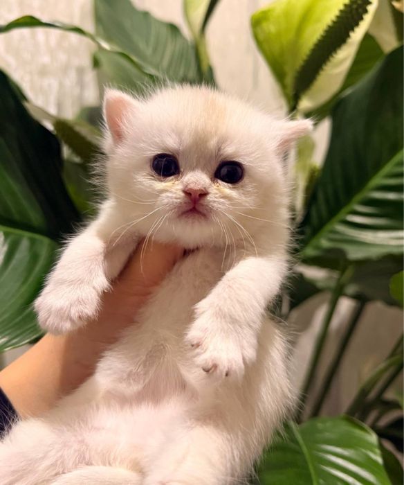 На продаже элитнык котятки