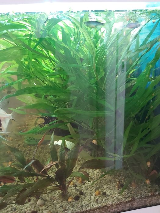 Живые водоросли для аквариумы ЛИМОННИК