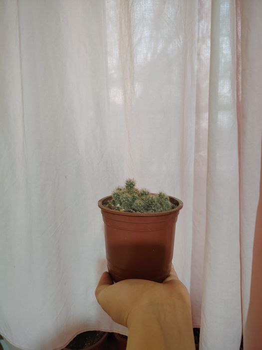 Тувакда гуллар, цветы в гаршке