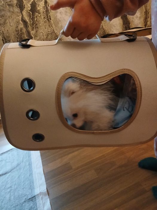 Продавам мини щпиц