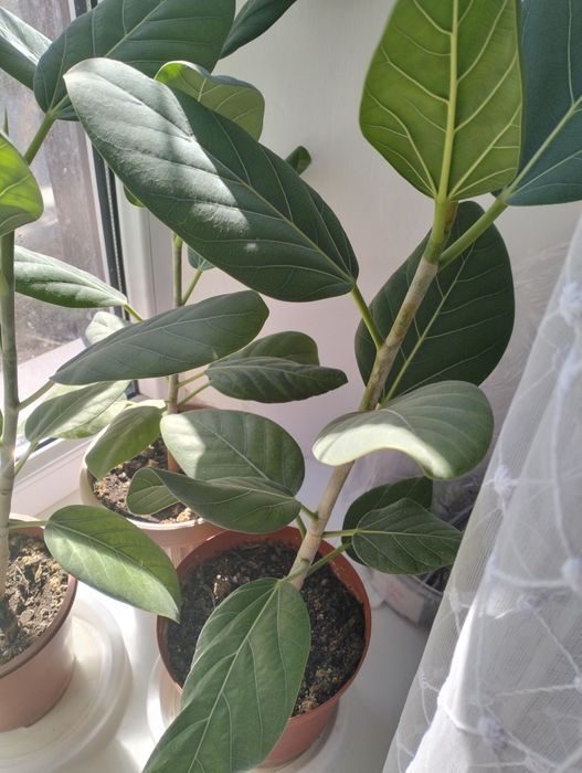 Фикусы два вида,**