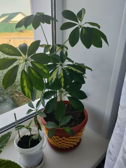 Комнатные цветы продам