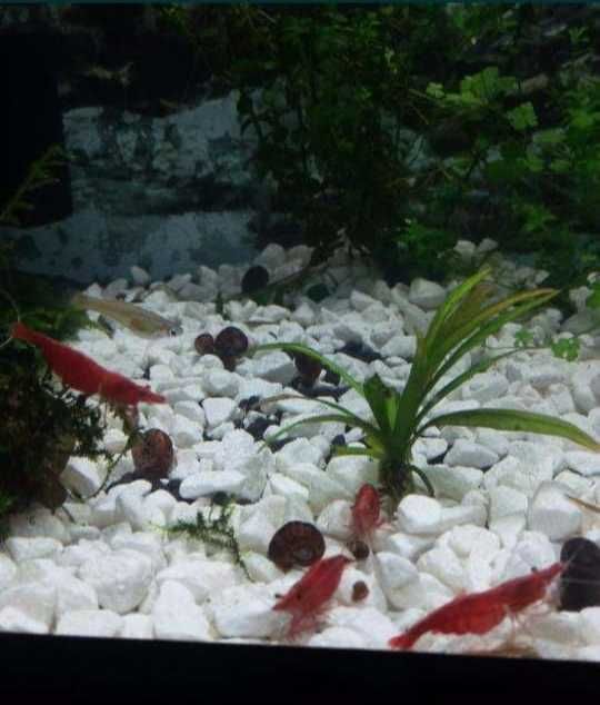 Аквариумная креветка "вишня"