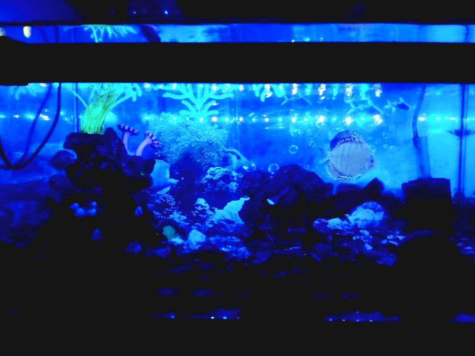 Аквариум 40 литров