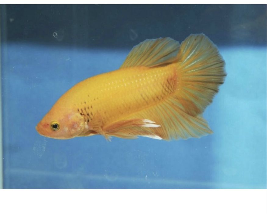 Продаетска самка петушок