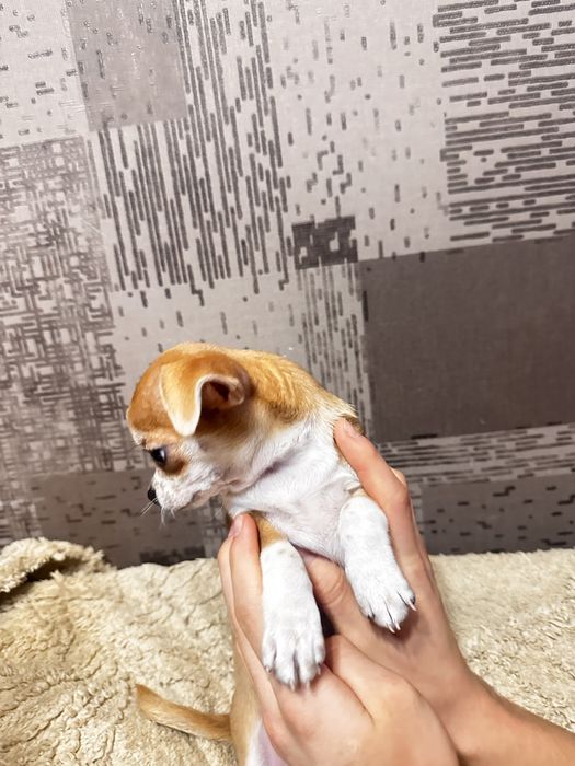 Щенок принцесса чихуахуа