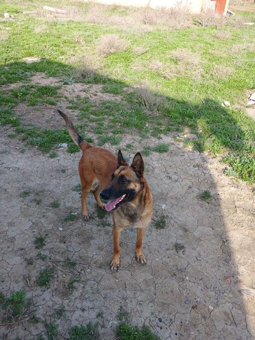 щенки бельгийский овчарка Малинуа