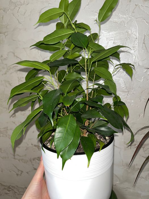 Үй гүлдері отростоктар