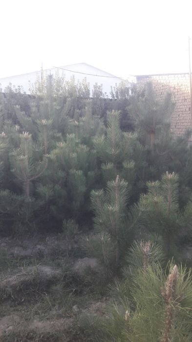 Archalar sotiladi  manzil Samarqand tuman